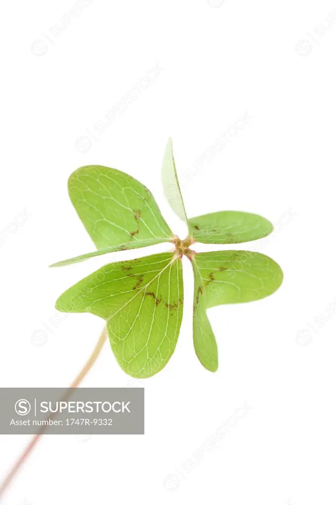 Four-leaf clover, close-up