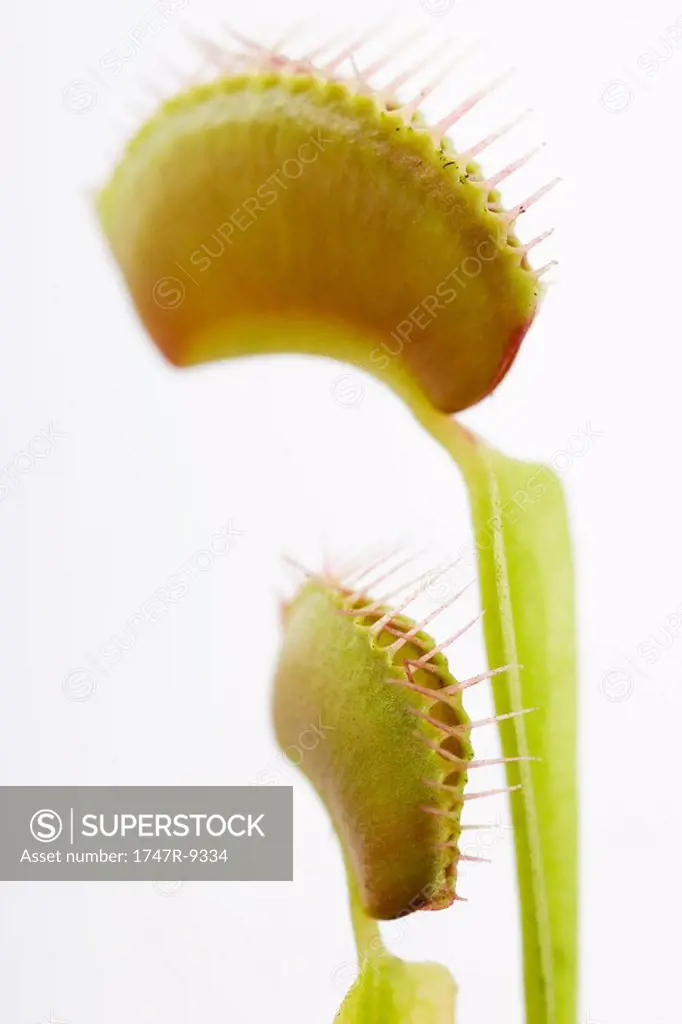 Venus flytraps, close-up