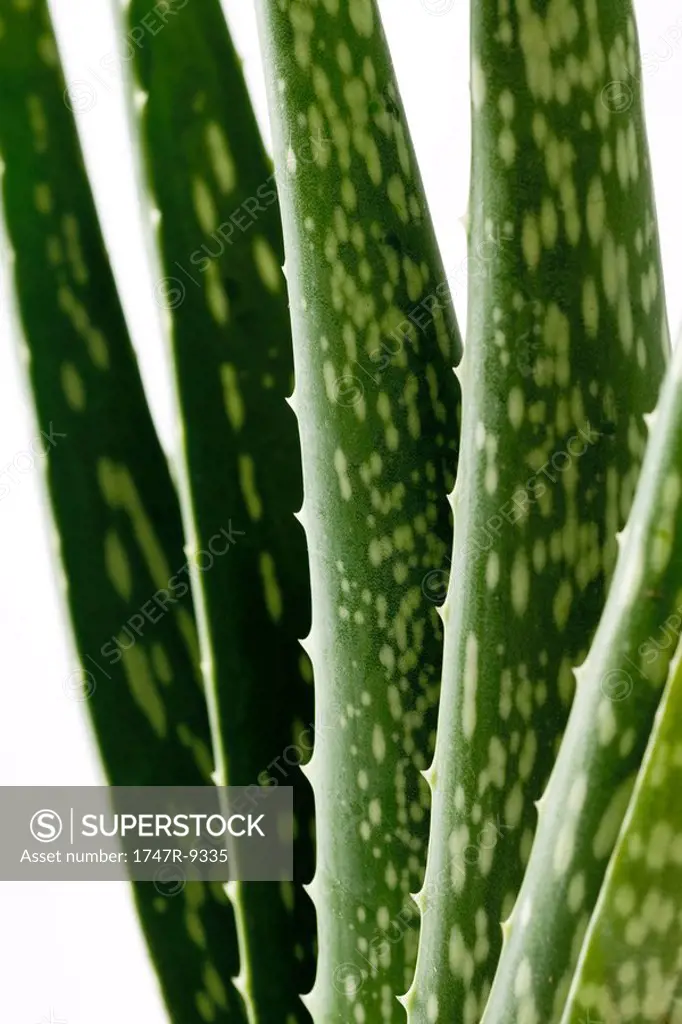 Aloe vera plant, close-up