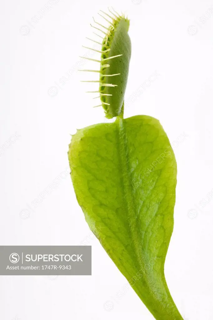 Venus flytrap, close-up
