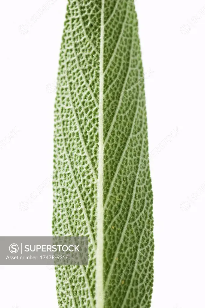 Sage leaf, close-up