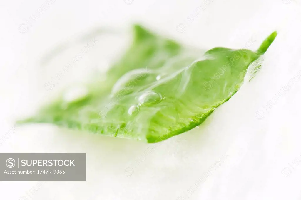 Sliced aloe vera leaf and gel, close-up