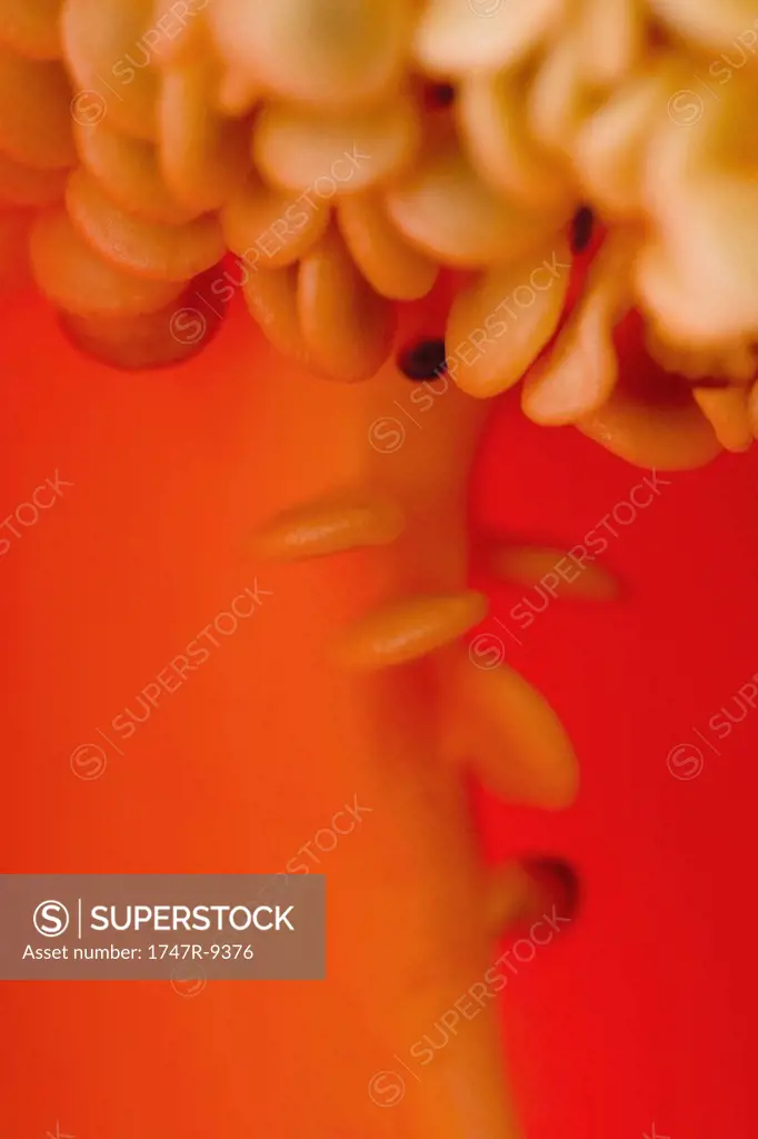 Red bell pepper inside and seeds, extreme close-up