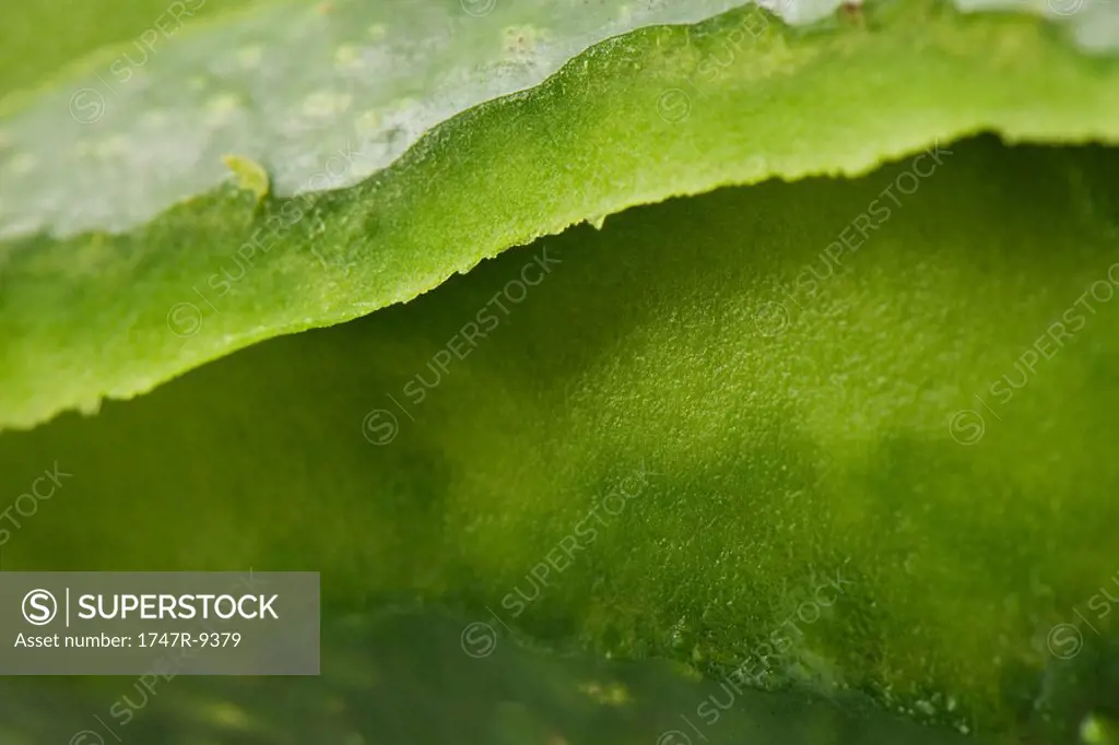 Aloe vera, extreme close-up, full frame
