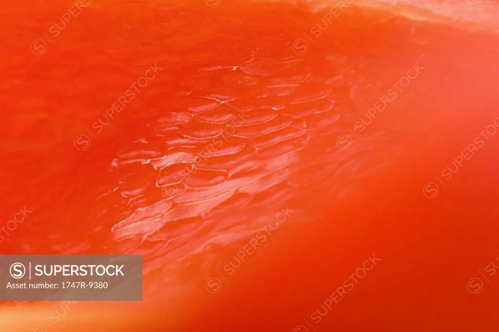 Red bell pepper flesh, extreme close-up