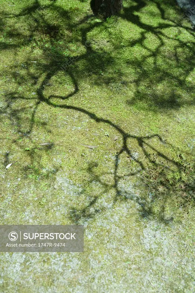 Shadows of tree branches on frosted grass
