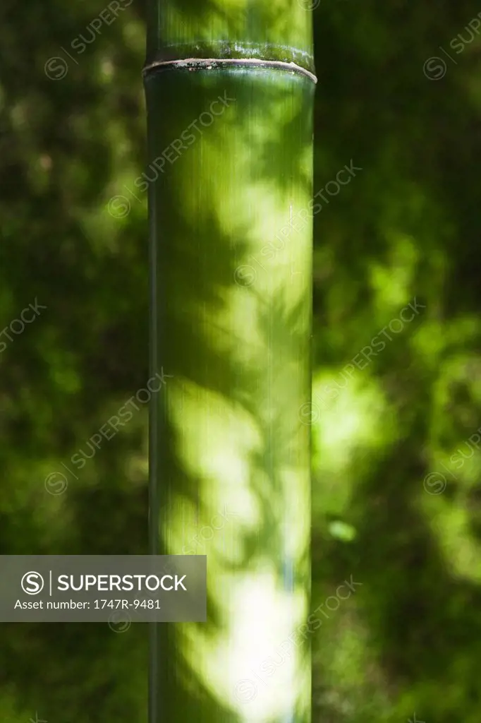 Leaf shadows on bamboo
