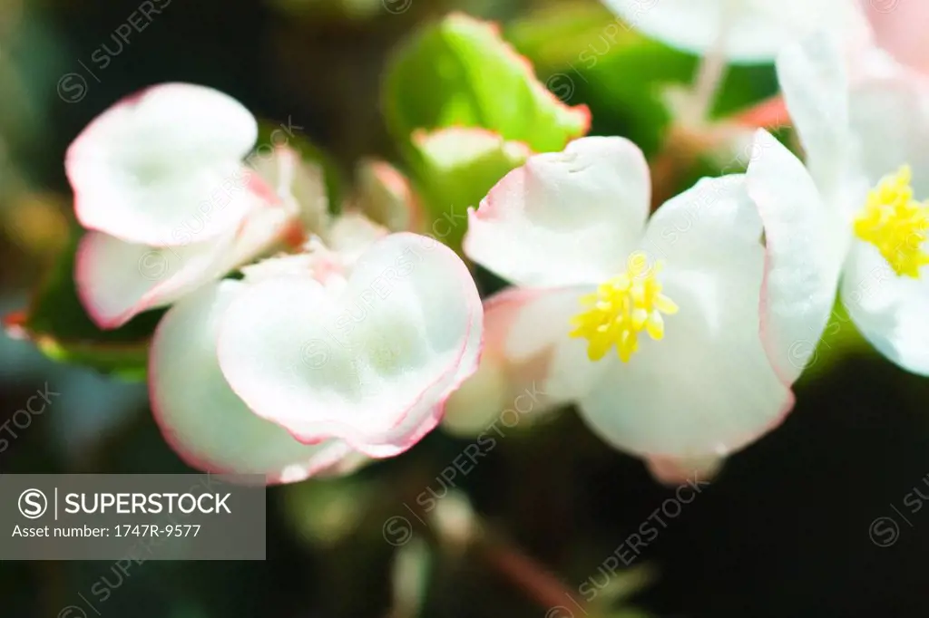 White begonias, close-up