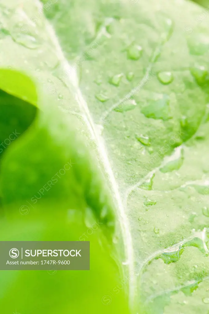 Dew drops on leaf, extreme close-up