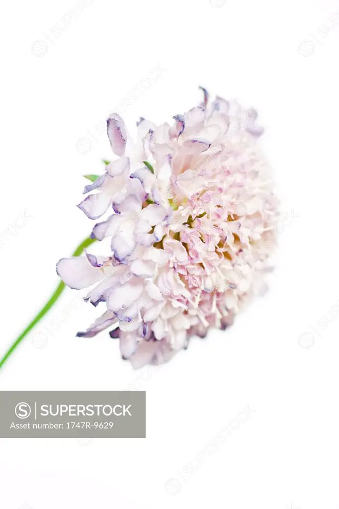Scabiosa flower, close-up