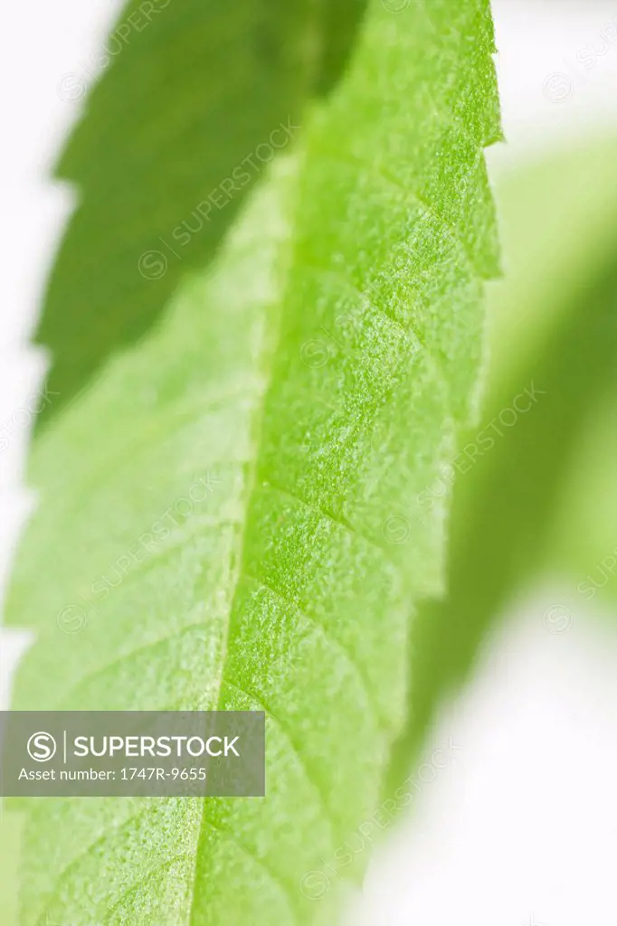 Lemon verbena leaf, extreme close-up