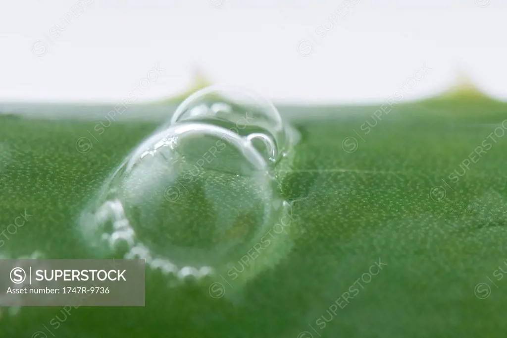 Bubbles on aloe vera leaf, extreme close-up