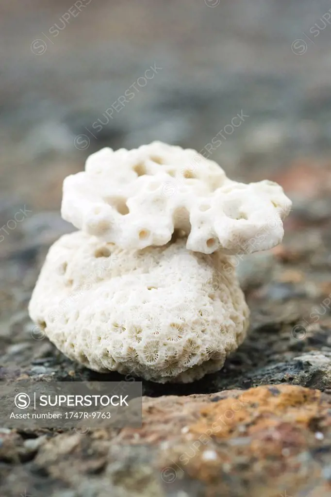Coral, close-up