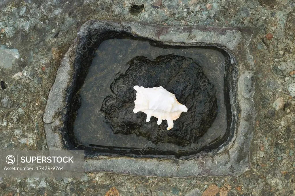 Conch shell on stone basin, high angle view