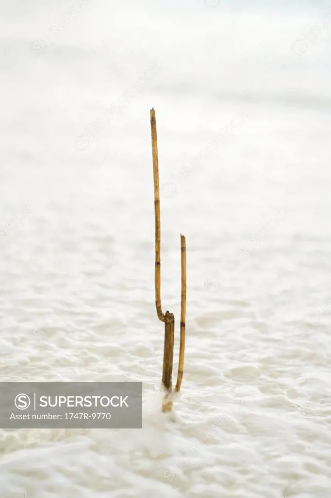 Bamboo stick partially submerged by high tide