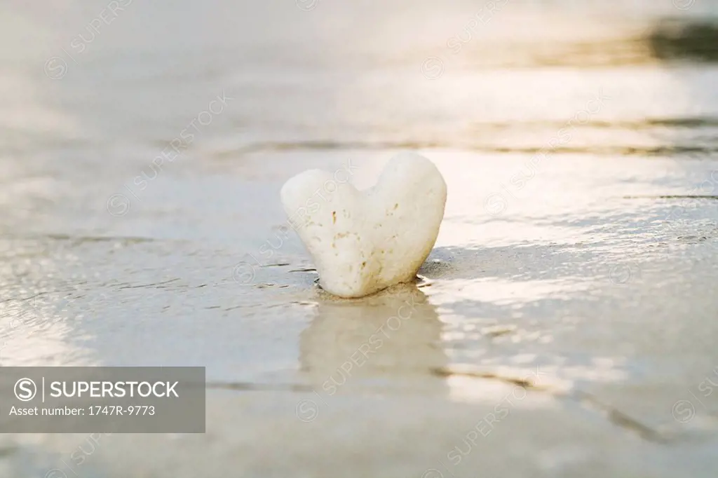 Heart shaped coral partially buried in surf, close-up