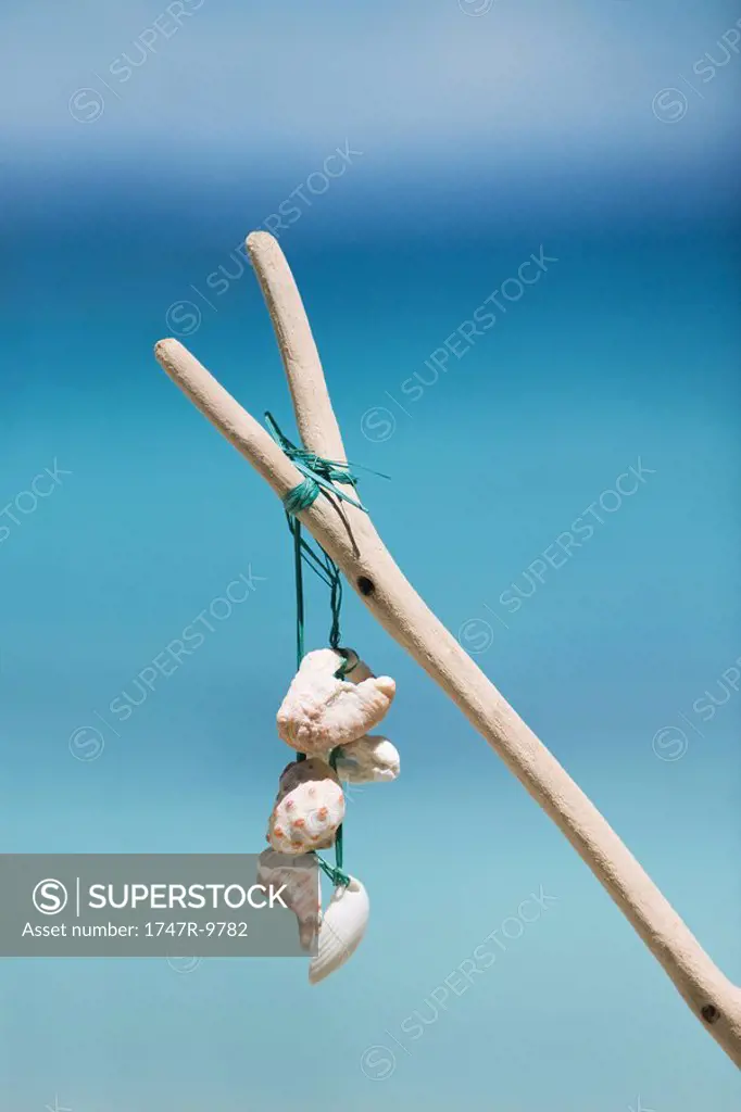 Seashells tied to stick, close-up