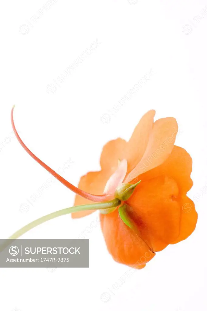 Orange impatiens flower