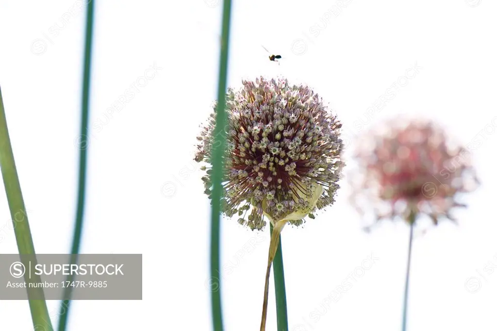 Insect hovering over allium blossom