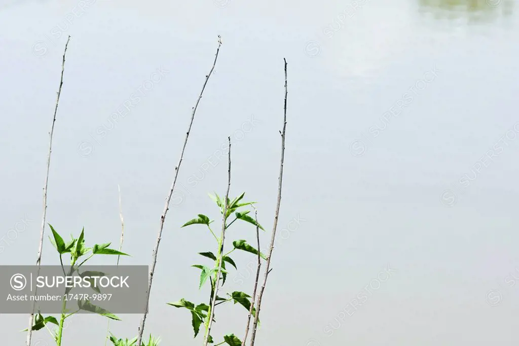 Saplings growing by edge of water
