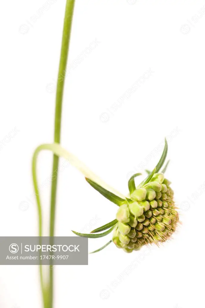 Scabiosa flower bud