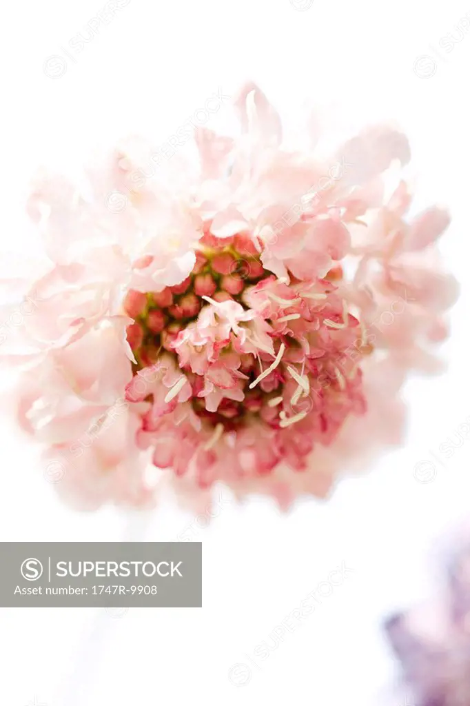 Pink scabiosa flower in bloom
