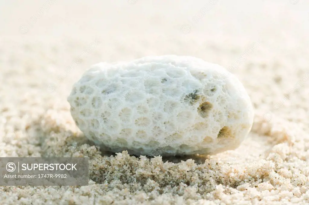 Coral on sand, close-up