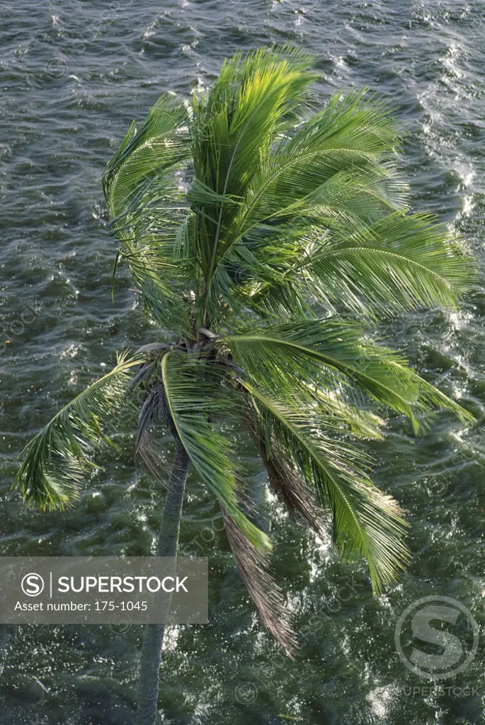 High angle view of a palm tree swaying in the wind