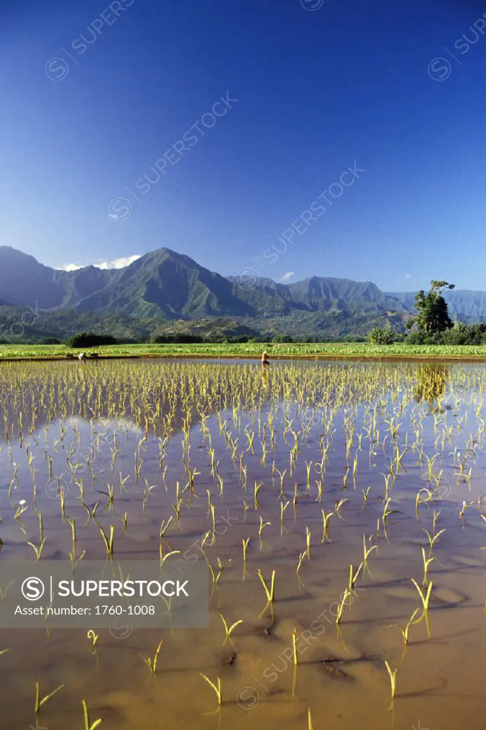 Hawaii, Kauai, Hanalei Valley, taro fields with mountain background
