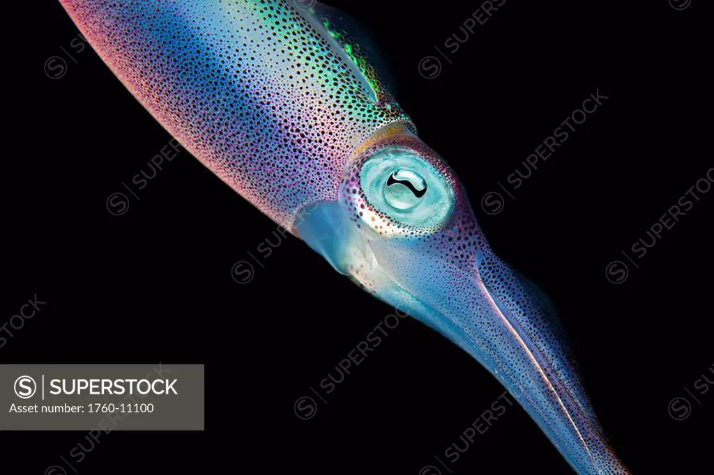 Caribbean, Bonaire, Reef squid sepioteuthis sepioidea.