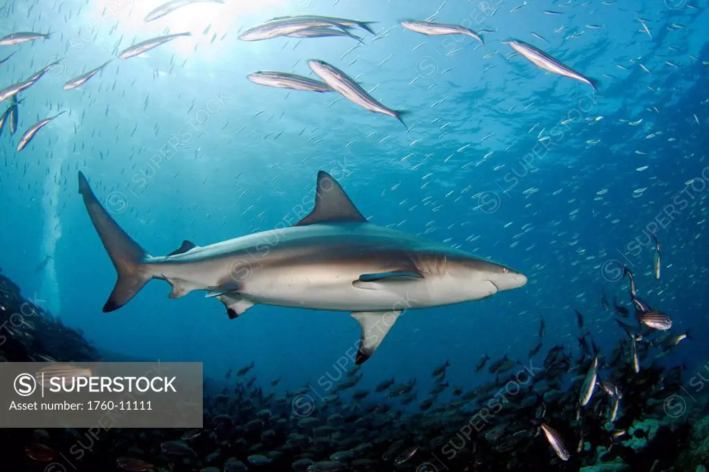 Galapagos, Galapagos shark Carcharhinus galapagensis can reach twelve feet in length and is listed as potentially dangerous. It has been attracted wit...