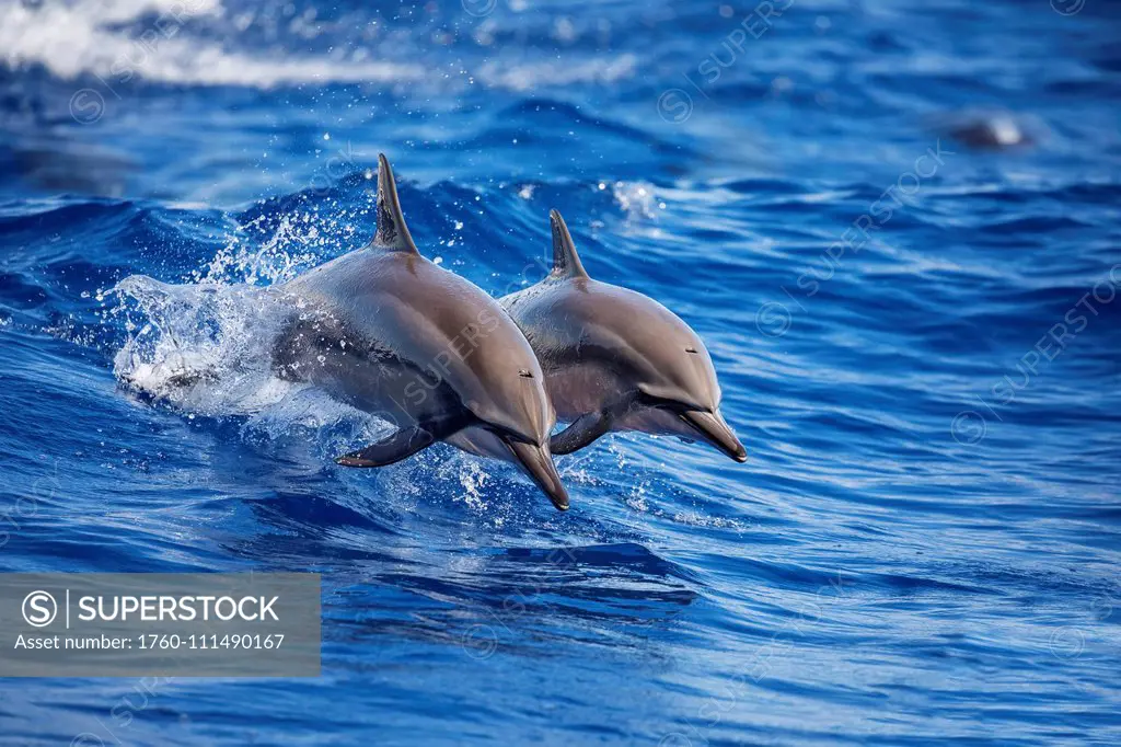Two Spinner dolphins (Stenella longirostris) off the island of Lanai; Lanai, Hawaii, United States of America