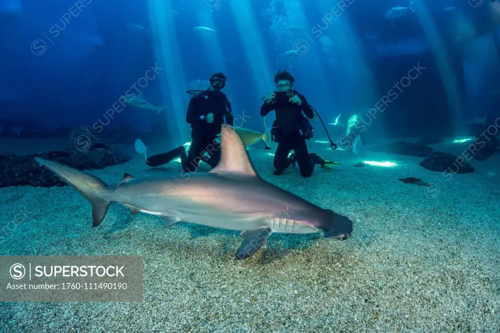 Two divers get a close look at a Scalloped hammerhead shark (Sphyrna lewini) along with many other species in their big tank at the Maui Ocean Centre;...