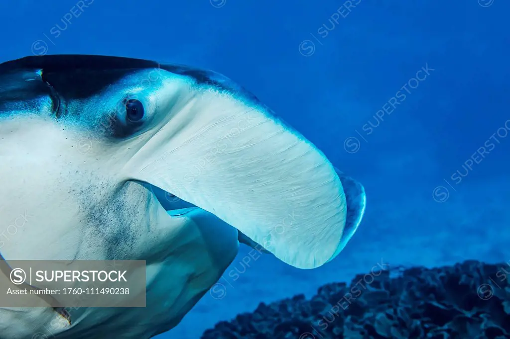Manta ray (Manta alfred) gliding over a cleaning station in Goofnuw Channel; Yap, Federated States of Micronesia