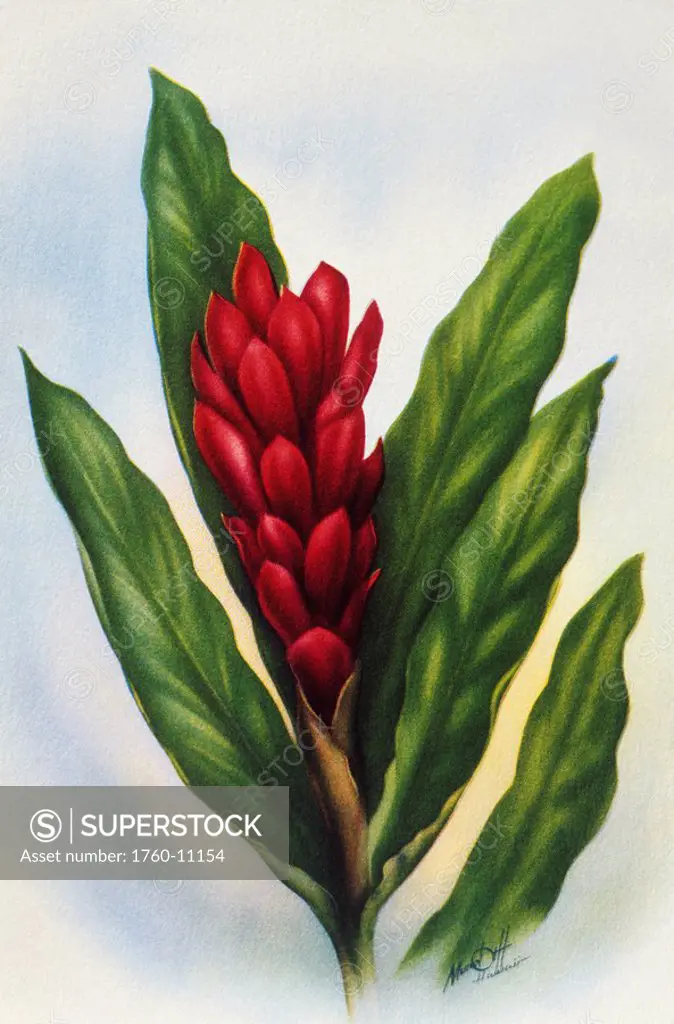 c. 1940, Red Ginger, Vintage Hawaiian art by Ted Mundorf.