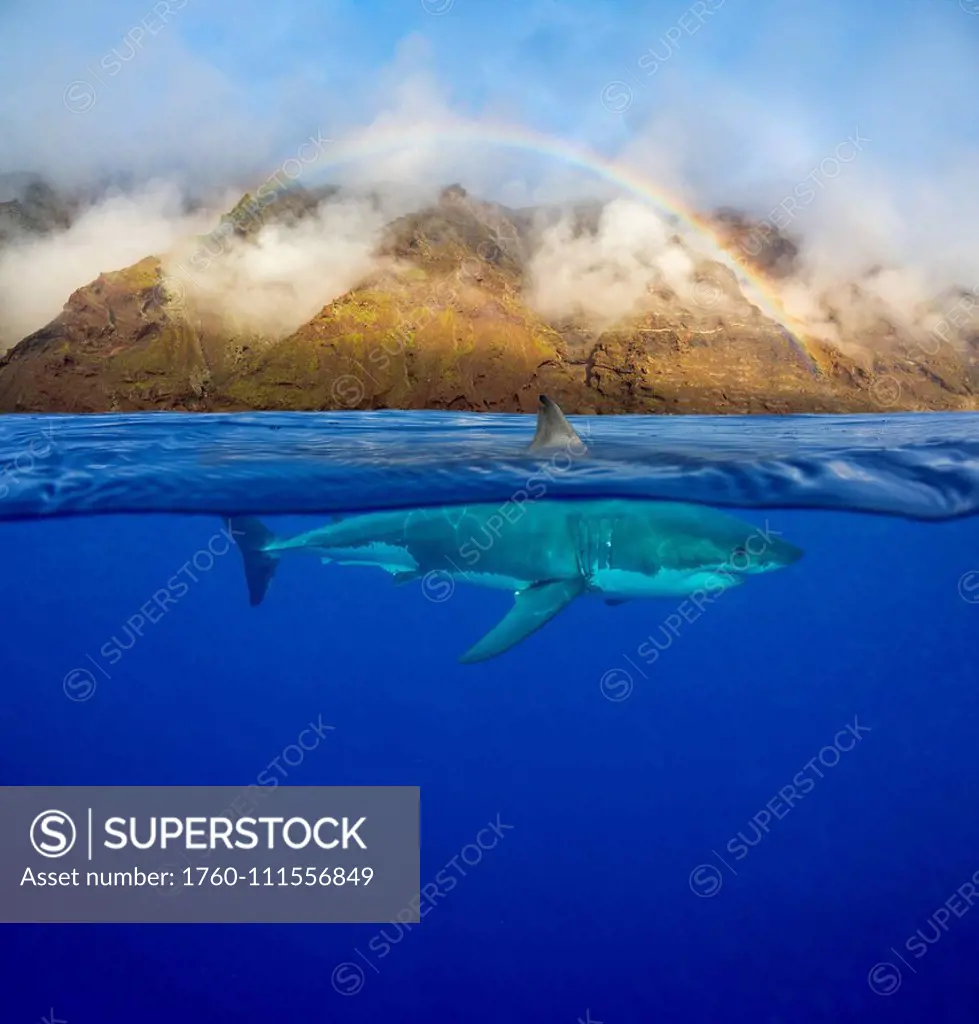 This great white shark (Carcharodon carcharias) was photographed under an early morning rainbow off Guadalupe Island, Mexico. Three images were combin...