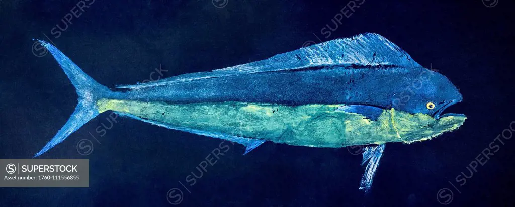 A fish print of a mahi-mahi also known as a dorado or dolphin fish. Gyotaku is the traditional Japanese method of printing fish, a practice which date...