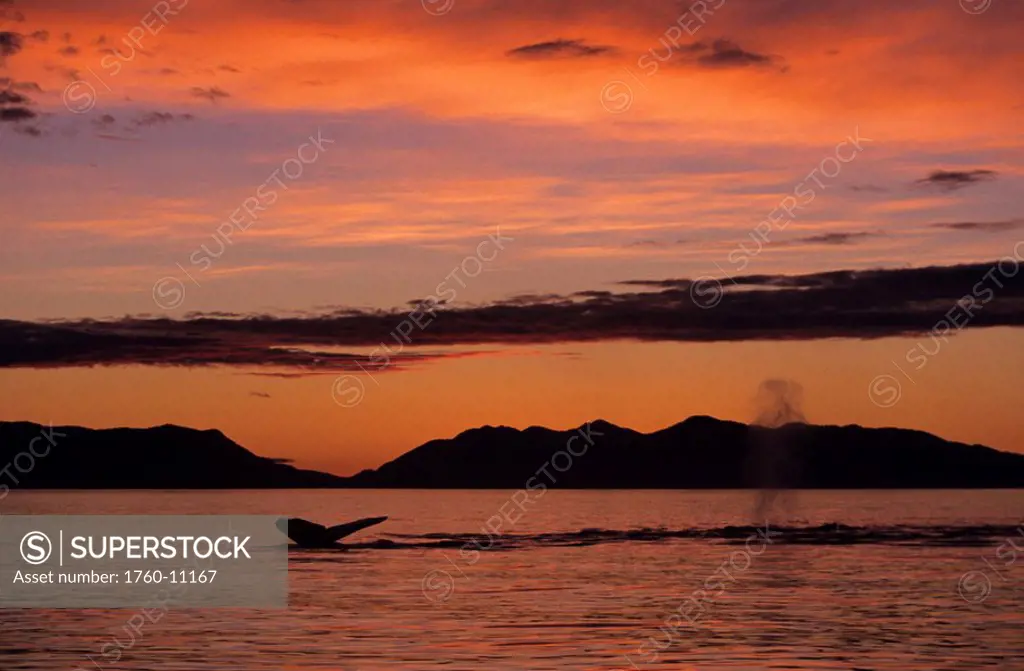 Alaska, Inside Passage, Humpback whale Megaptera novaeangliae fluke and blowhole _ spray from two whales, Bright orange sunset.