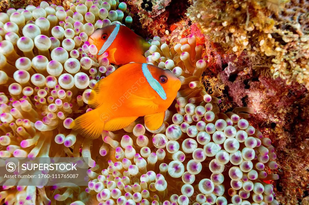 The Fiji clownfish (Amphiprion barberi) is a colour variant of Amphiprion melanopus, and only since 2008 has been recognized as a unqiue species found...