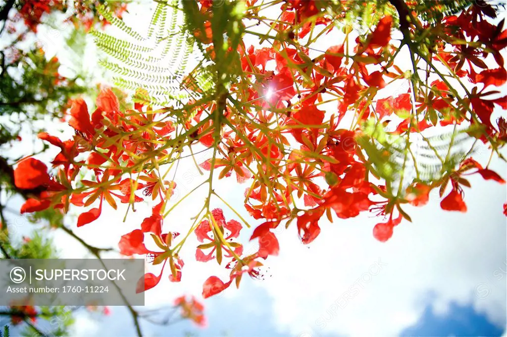 Hawaii, Close_up of royal Poinciana blossoms on tree, clear blue sky background