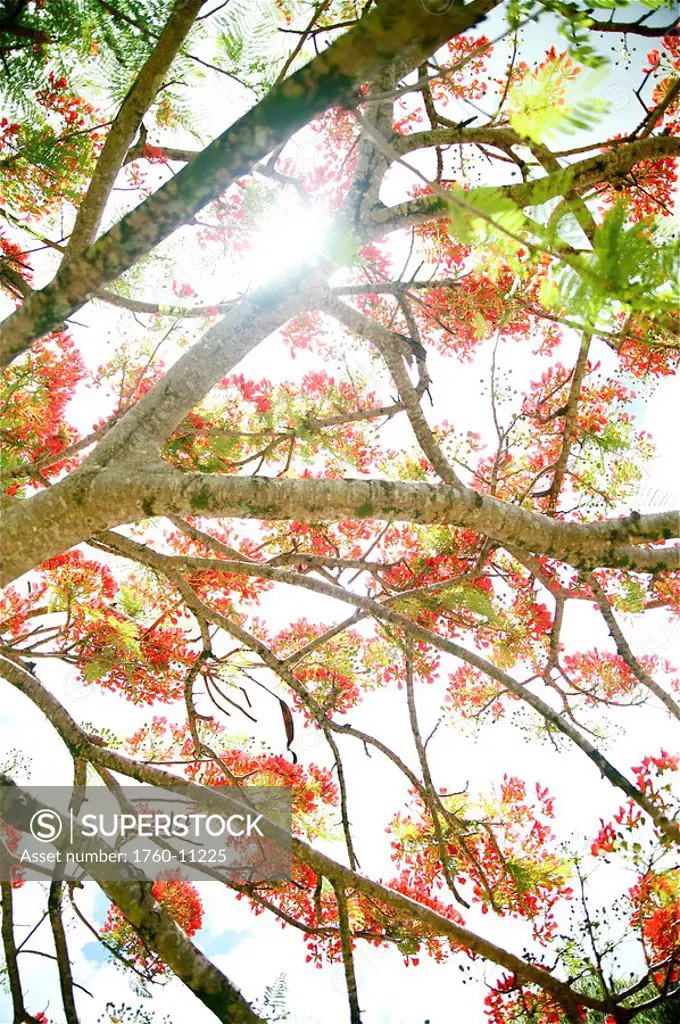 Hawaii, Royal Poinciana blossoms on tree, clear blue sky background