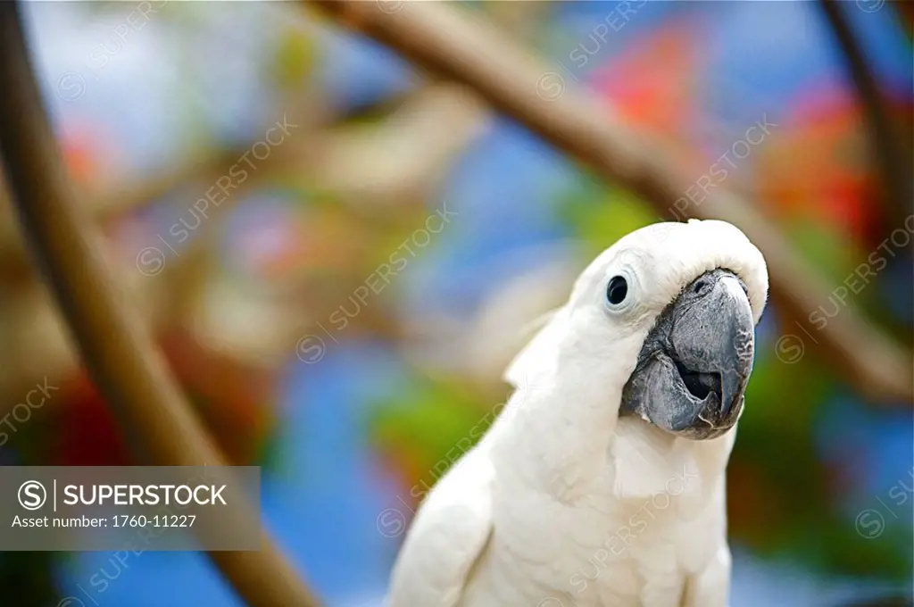 Hawaii, Kauai, White Cockatoo bird.