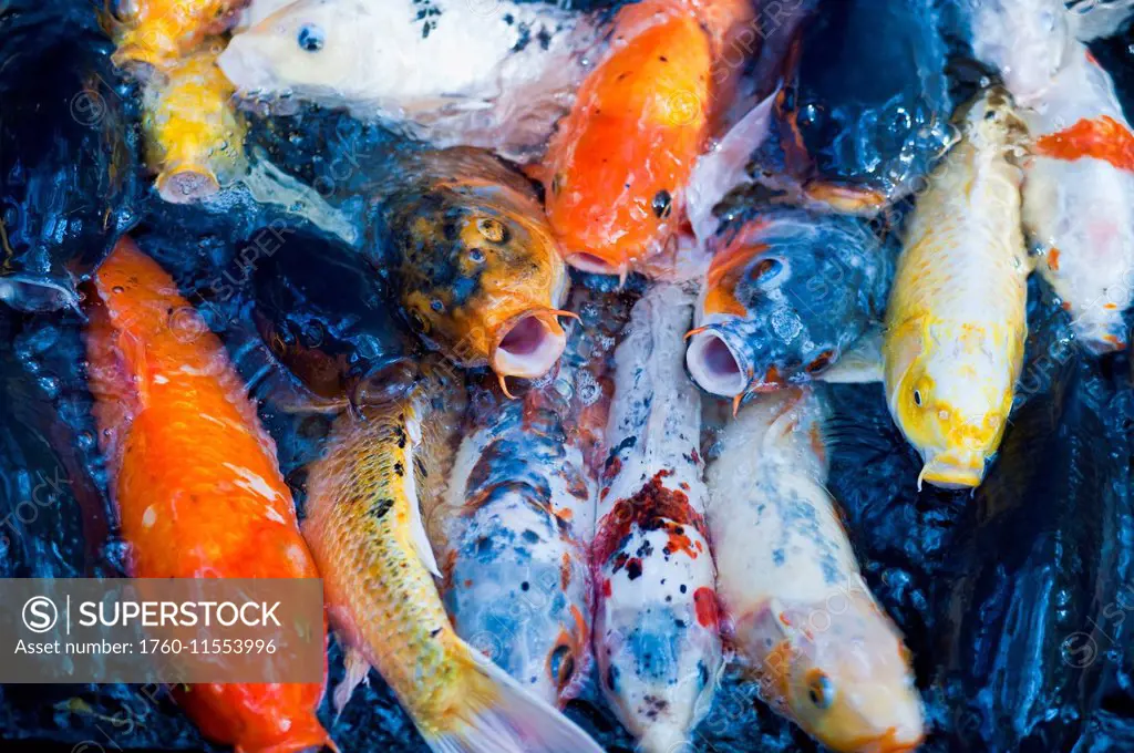 Japan, Tokyo, Koi Fish Mouths Open Wanting Food.