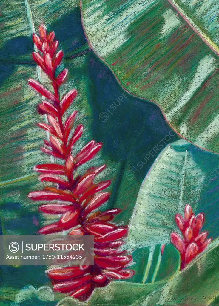 Red Ginger, Red Blossoms Among Green Leaves (Pastel).