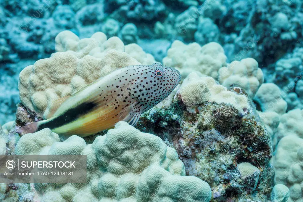 Freckled Hawkfish (Paracirrhites forsteri) perched on Lobe Coral (Porites lobata); Kona, Island of Hawaii, Hawaii, United States of America