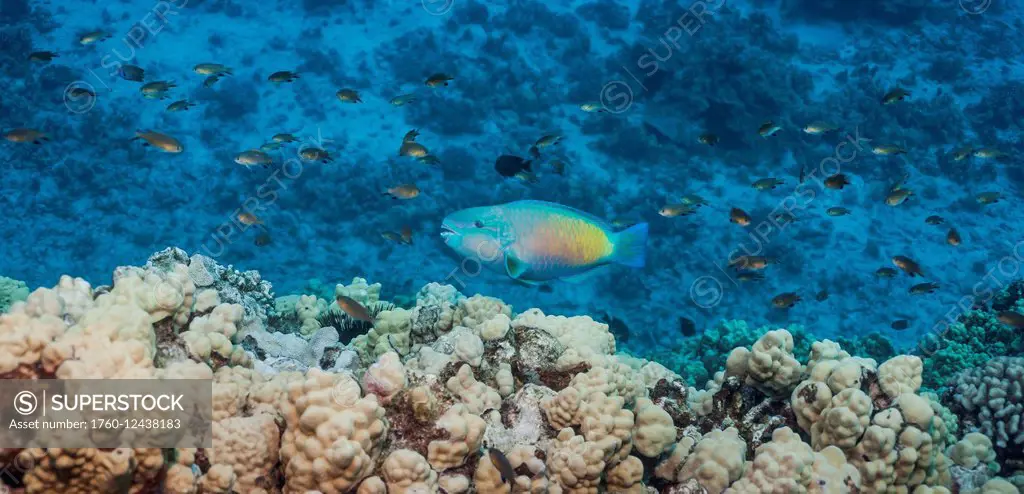 Redlip Parrotfish (Scarus rubroviolaceus) and coral reef; Kona, Island of Hawaii, Hawaii, United States of America