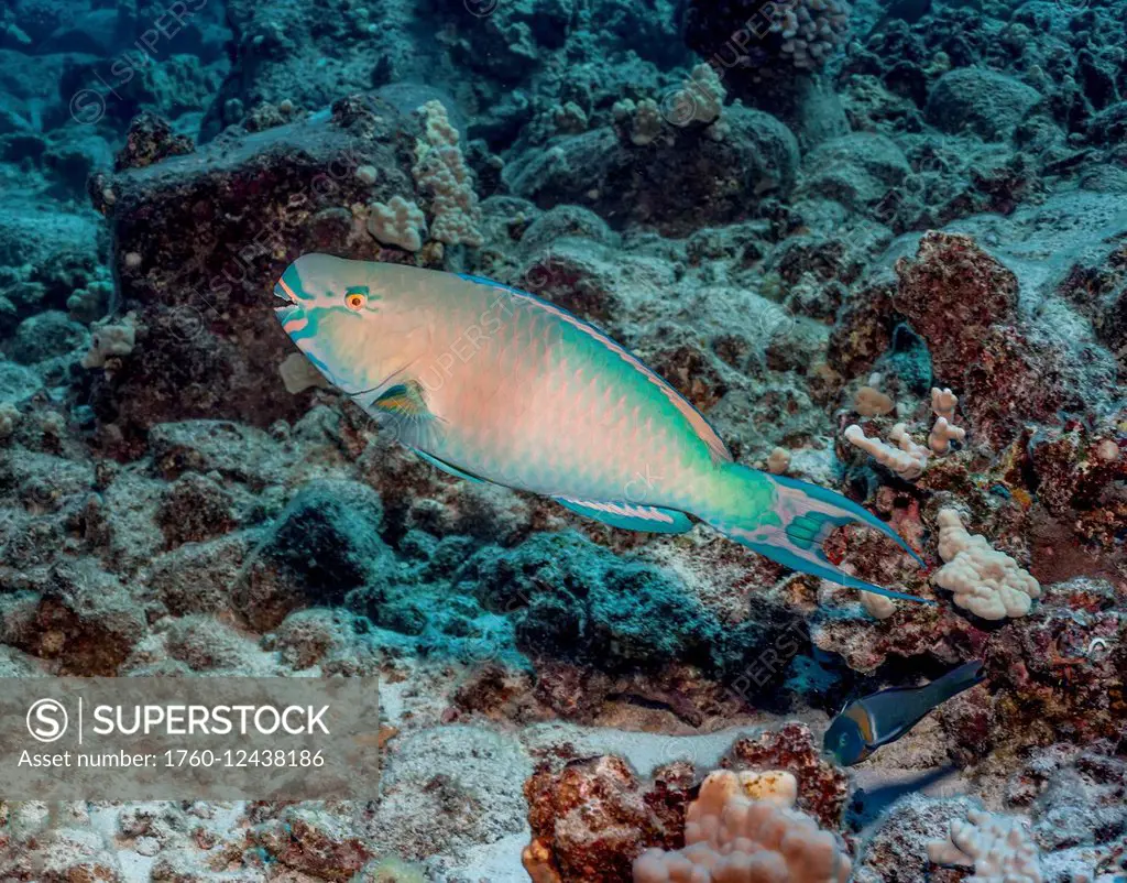 Redlip Parrotfish (Scarus rubroviolaceus); Kona, Island of Hawaii, Hawaii, United States of America