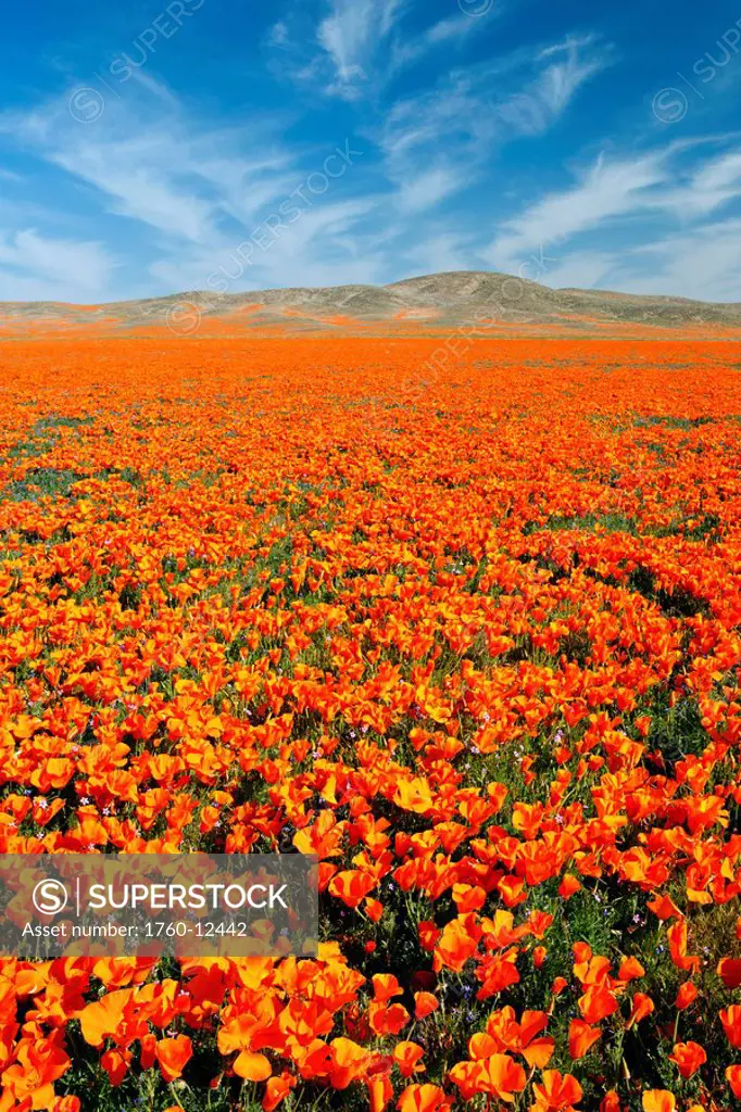 California, Lancaster, Vibrant field of California Poppies Eschscholzia