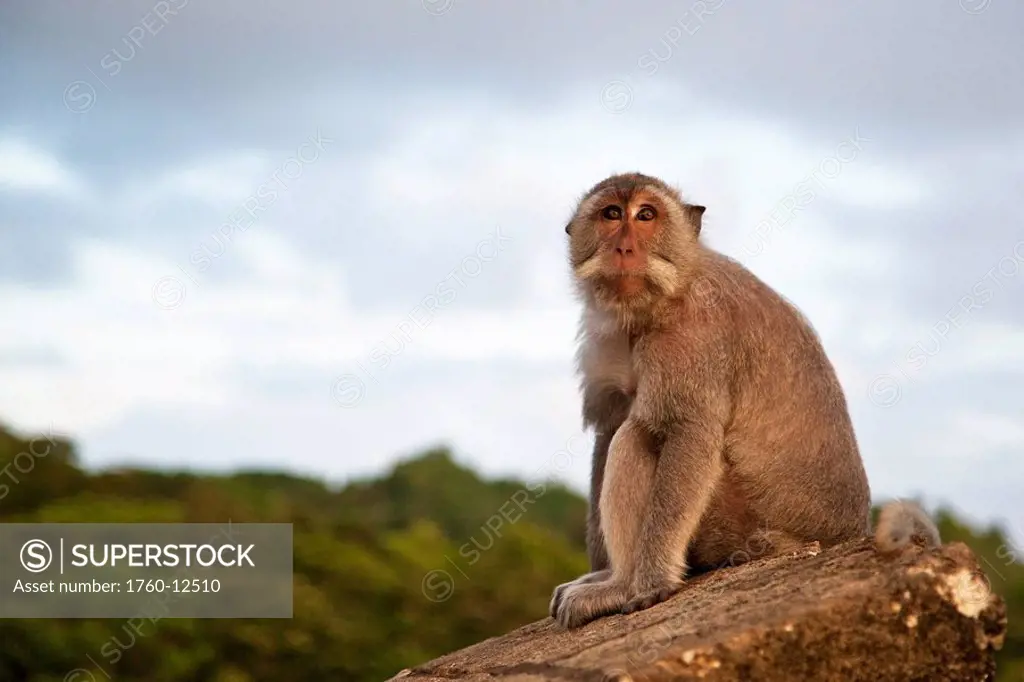 Indonesia, Bali, Macaque rests atop a wall of the temple overlooking the cliffs at Uluwatu at sunset