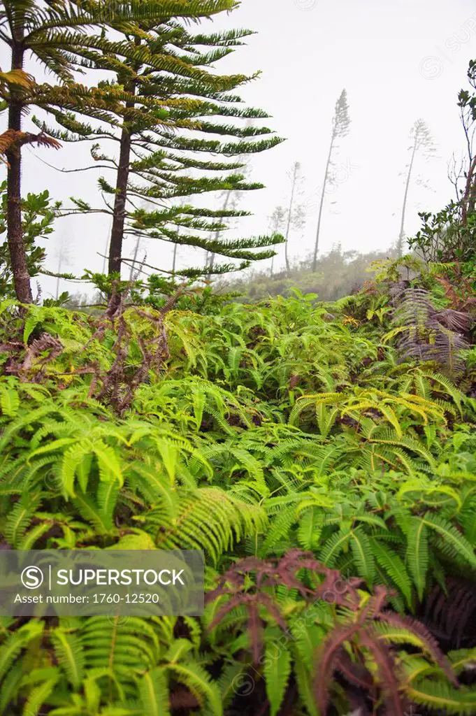 Hawaii, Lanai, Scene on the Munro Trail, Fern and Norfolk in the fog.